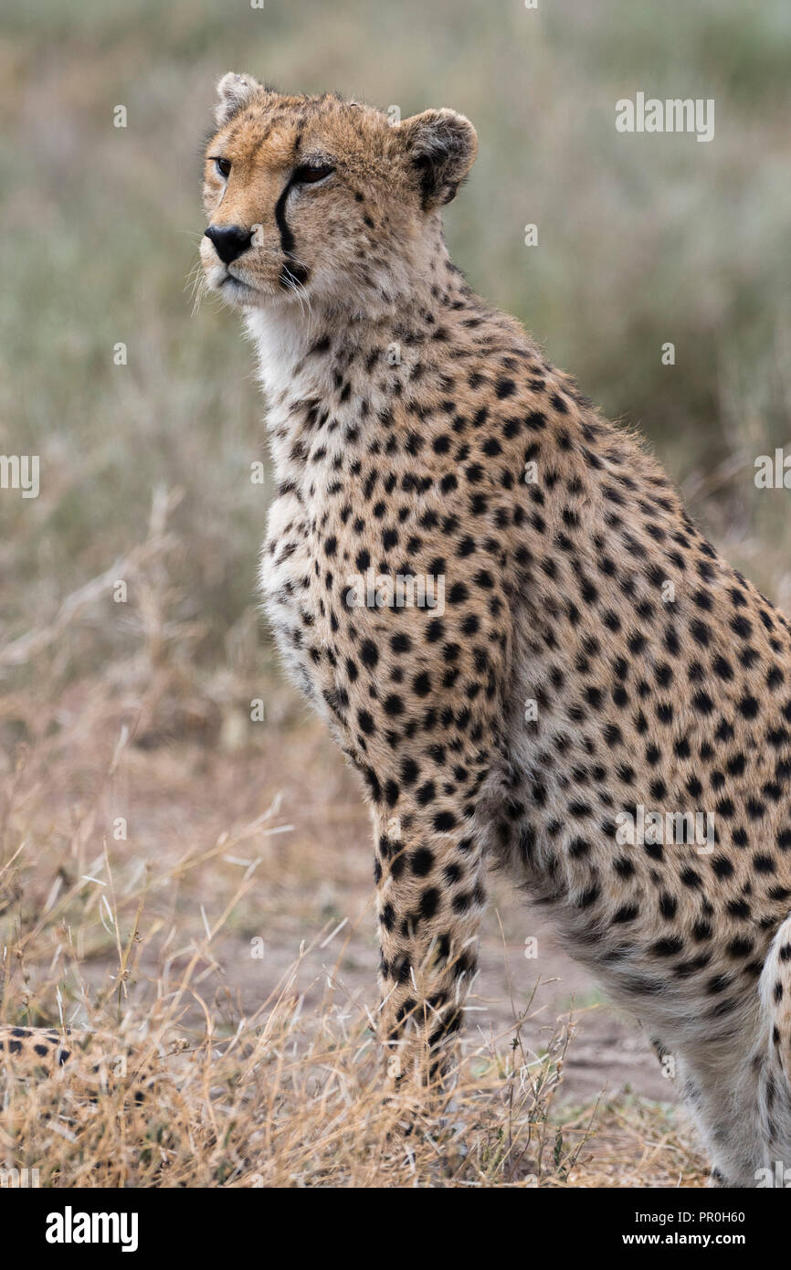Cheetah (Acinonyx jubatus), Ndutu, Ngorongoro Conservation Area, Serengeti, Tanzania, East Africa, Africa Stock Photo