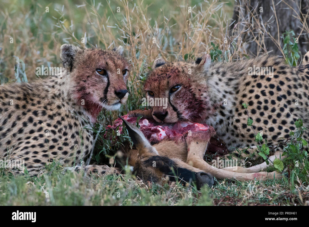 Cheetahs (Acinonyx jubatus) feeding on a wildebeest calf (Connochaetes taurinus), Ndutu, Ngorongoro Conservation Area, Serengeti, Tanzania Stock Photo