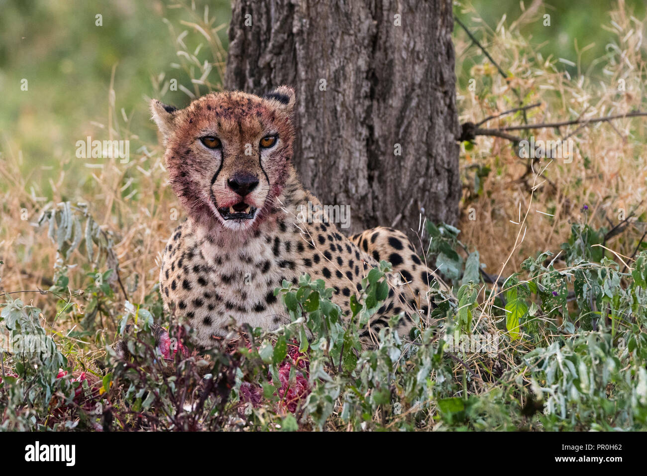 Cheetah with bloody face hi-res stock photography and images - Alamy