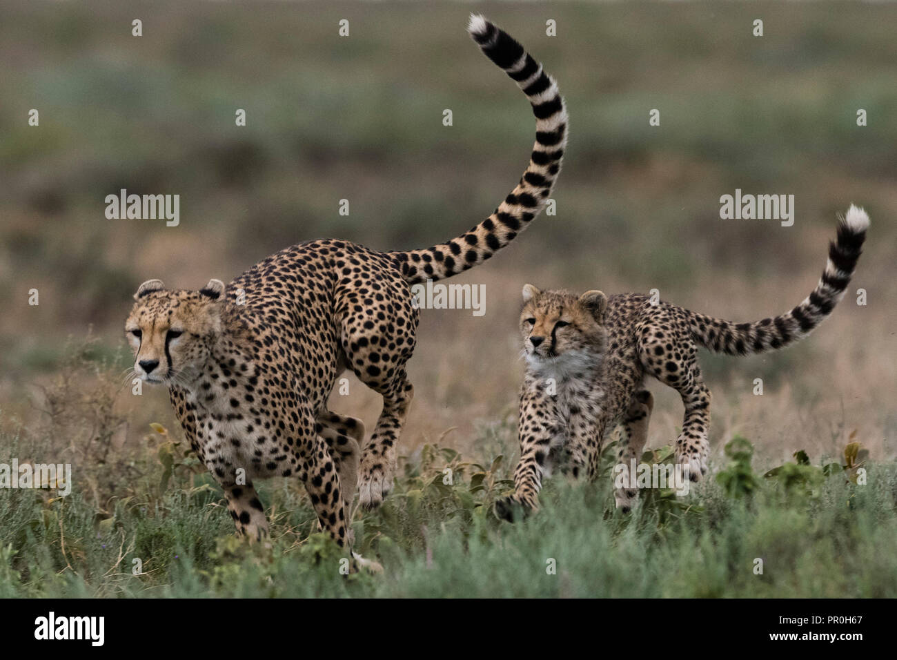 A female cheetah (Acinonyx jubatus) and its cub sparring, Ndutu, Ngorongoro Conservation Area, Serengeti, Tanzania, East Africa, Africa Stock Photo