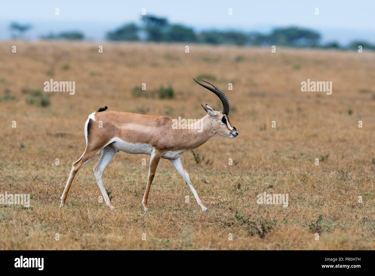 A Grant's gazelle (Nanger granti) walking, Tanzania, East Africa, Africa Stock Photo