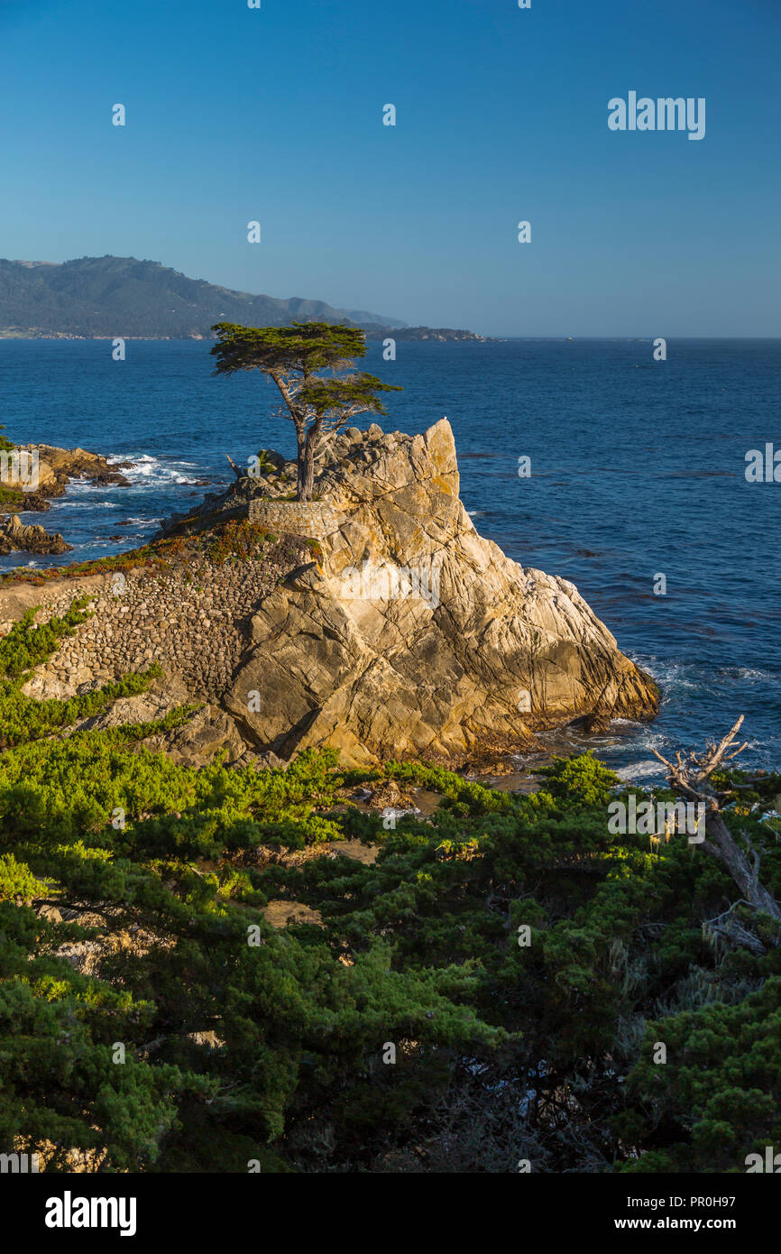 View of Carmel Bay and Lone Cypress at Pebble Beach, 17 Mile Drive, Peninsula, Monterey, California, United States of America, North America Stock Photo