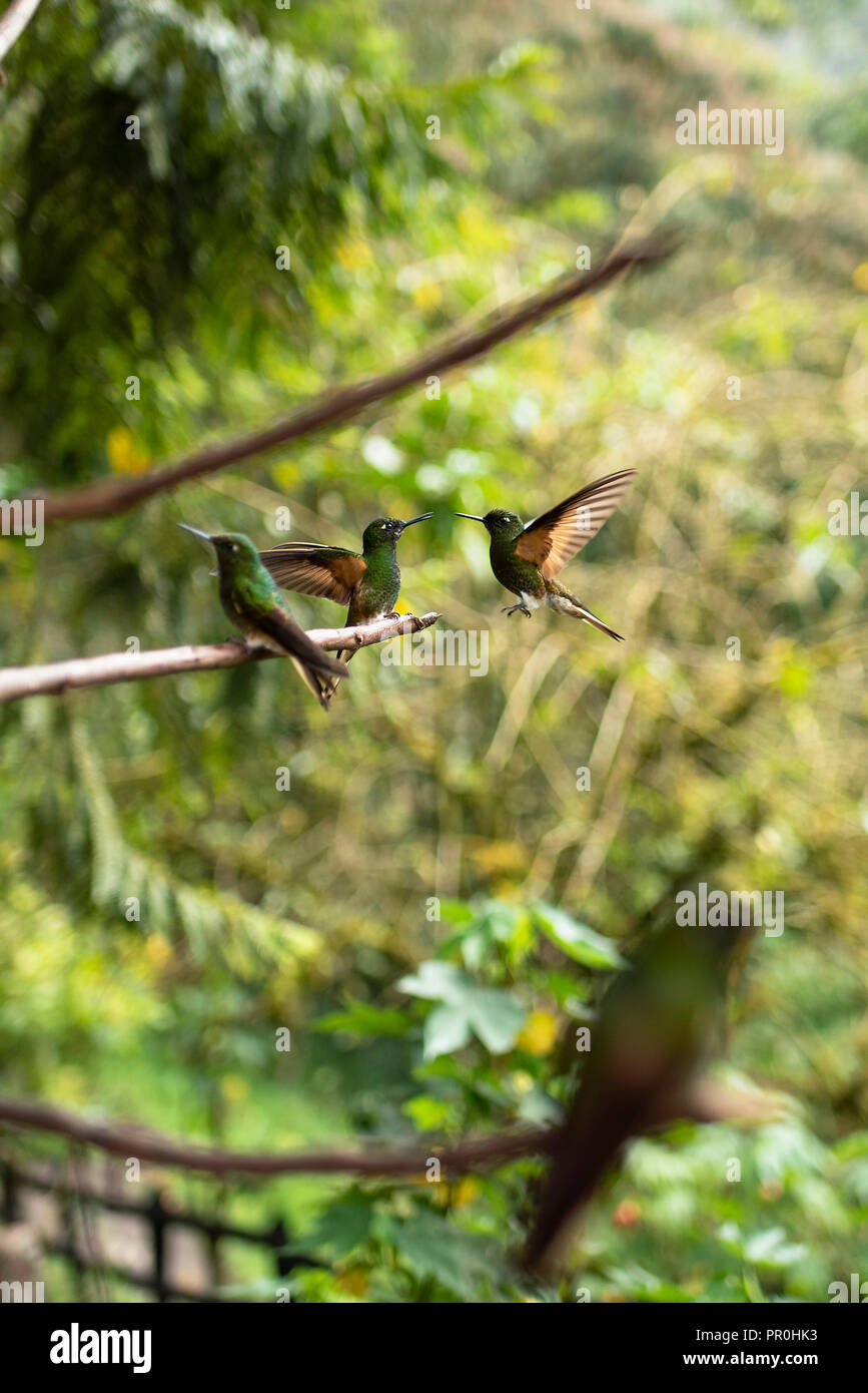 Hummingbirds in their natural environment. Cocora Valley, near Salento, Colombia. Sep 2018 Stock Photo