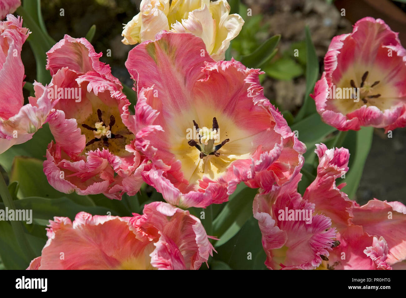 Naturalised tulips hires stock photography and images Alamy