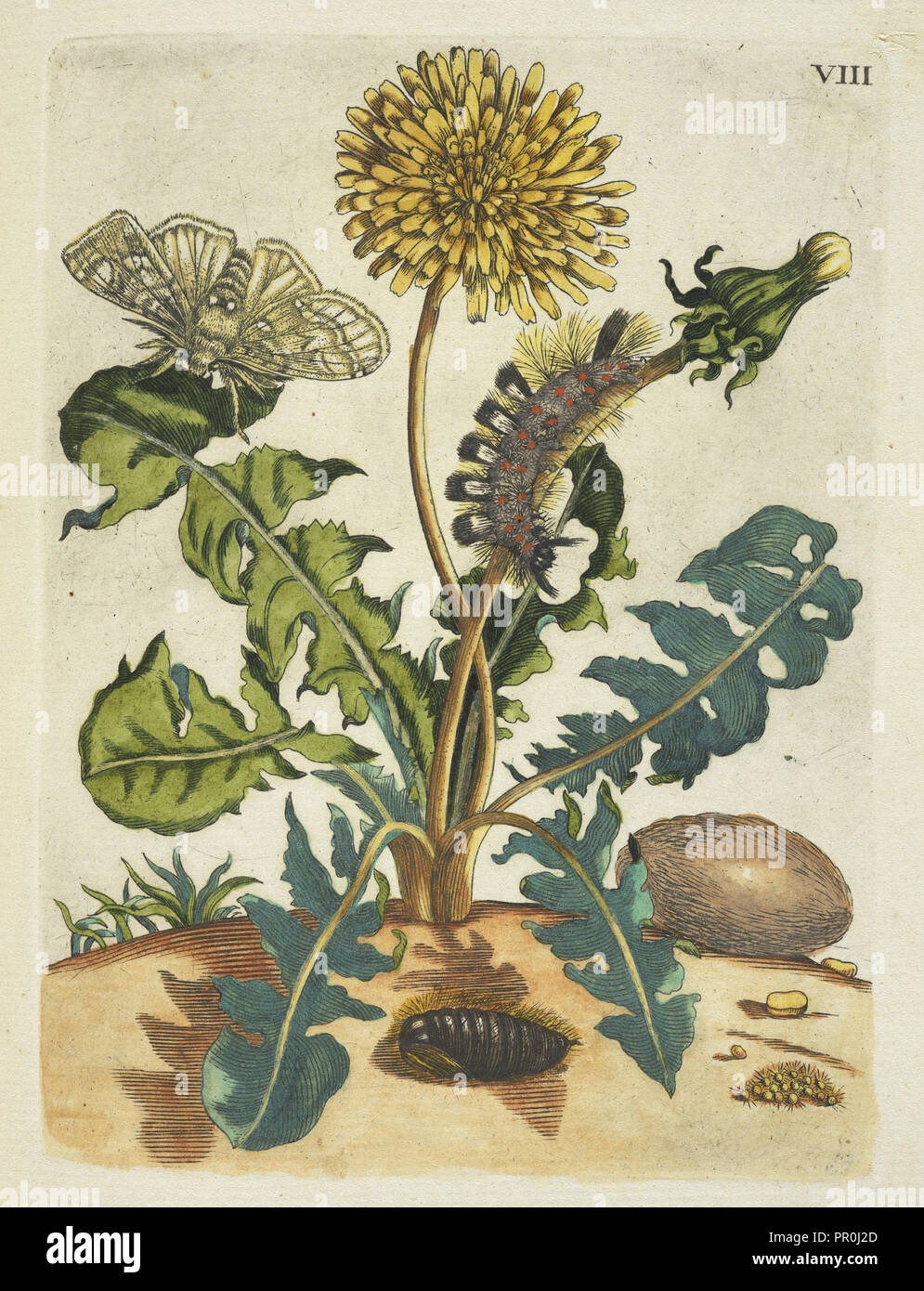 Paardebloem, De Europische insecten, Merian, Maria Sibylla, 1647-1717, Transfer print, hand-colored, 1730, Dandelion Stock Photo