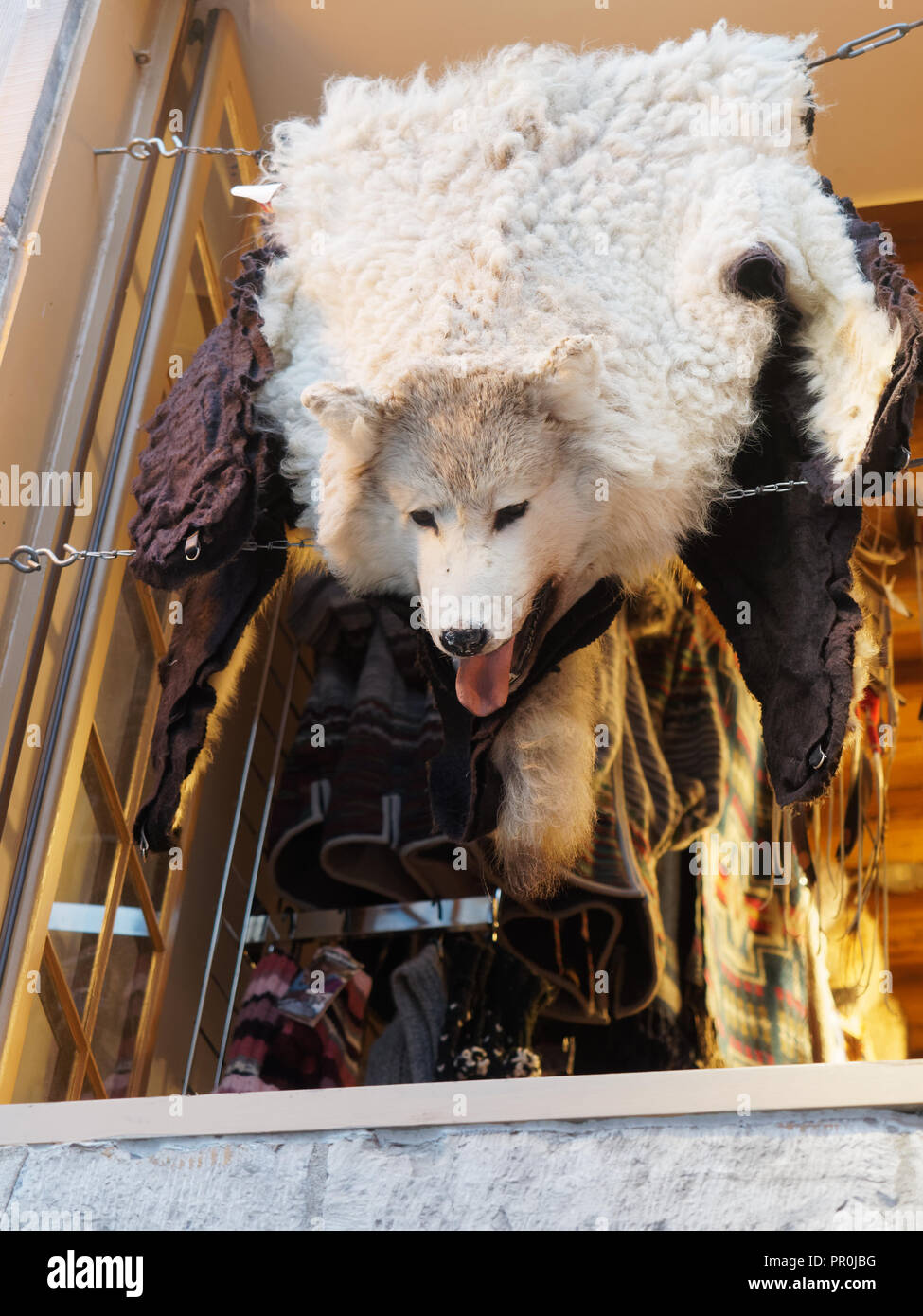 A wolf skin rug on display in the window of a boutique in old Quebec