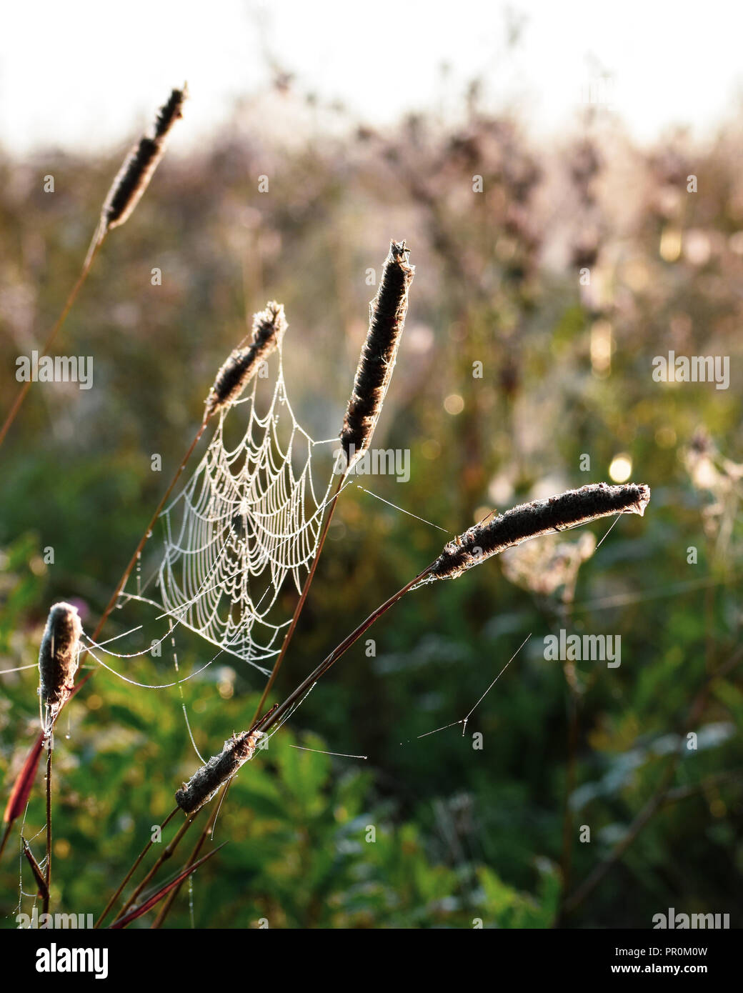 Spiders web in the misty morning on contryside Stock Photo