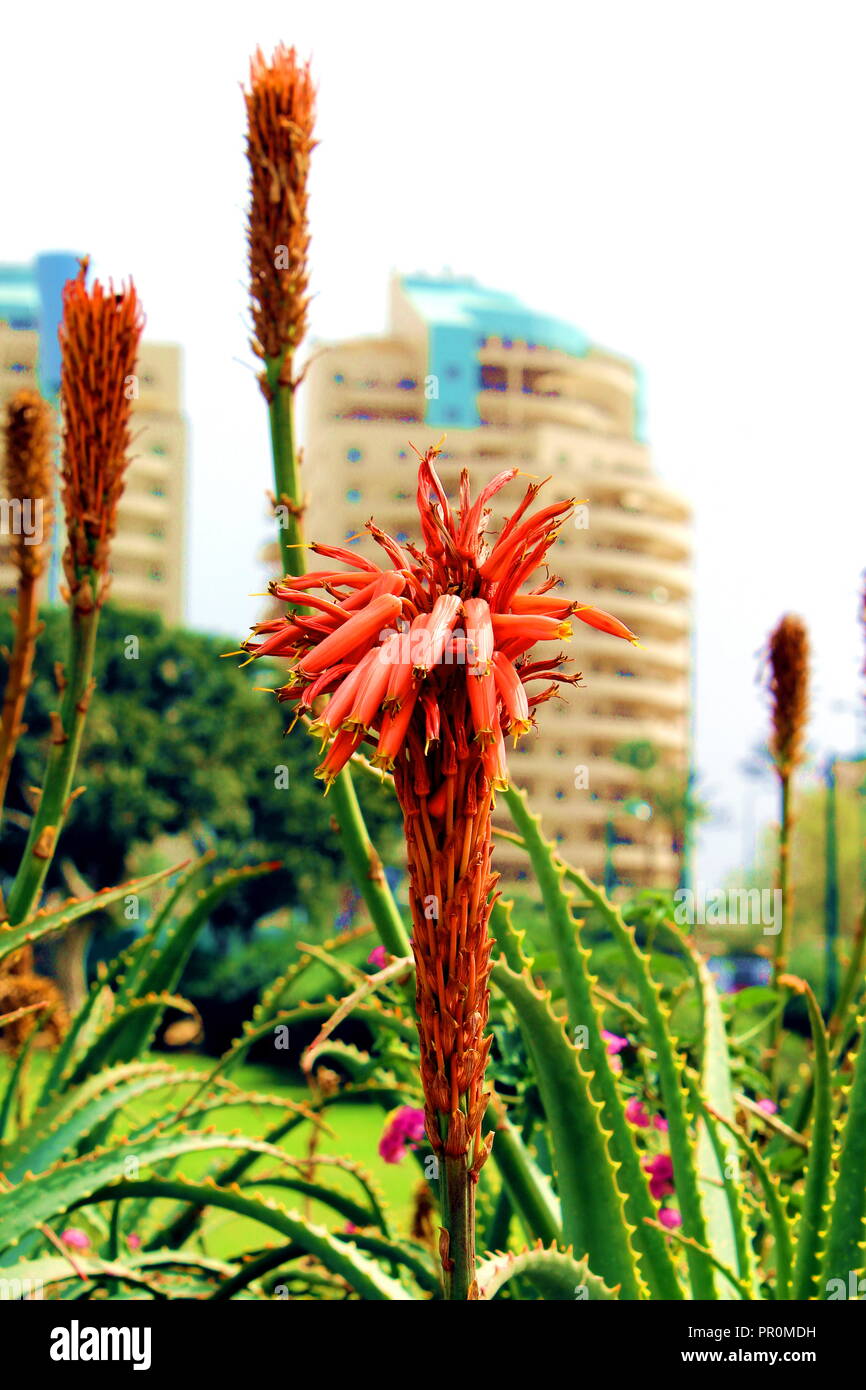 Aloe Vera flowers in the center of Tel Aviv Stock Photo
