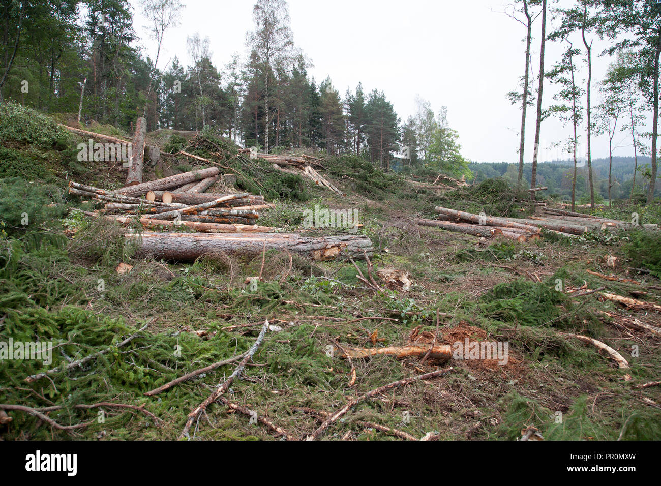 CUT TIMBER ,forestry vehicle has workt in forest with clearcutting a area Stock Photo