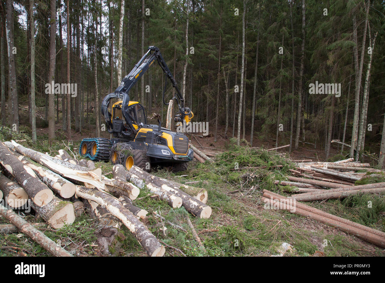 HARVESTER FORESTRY,forestry vehicle works in forest with clearcutting a area Stock Photo