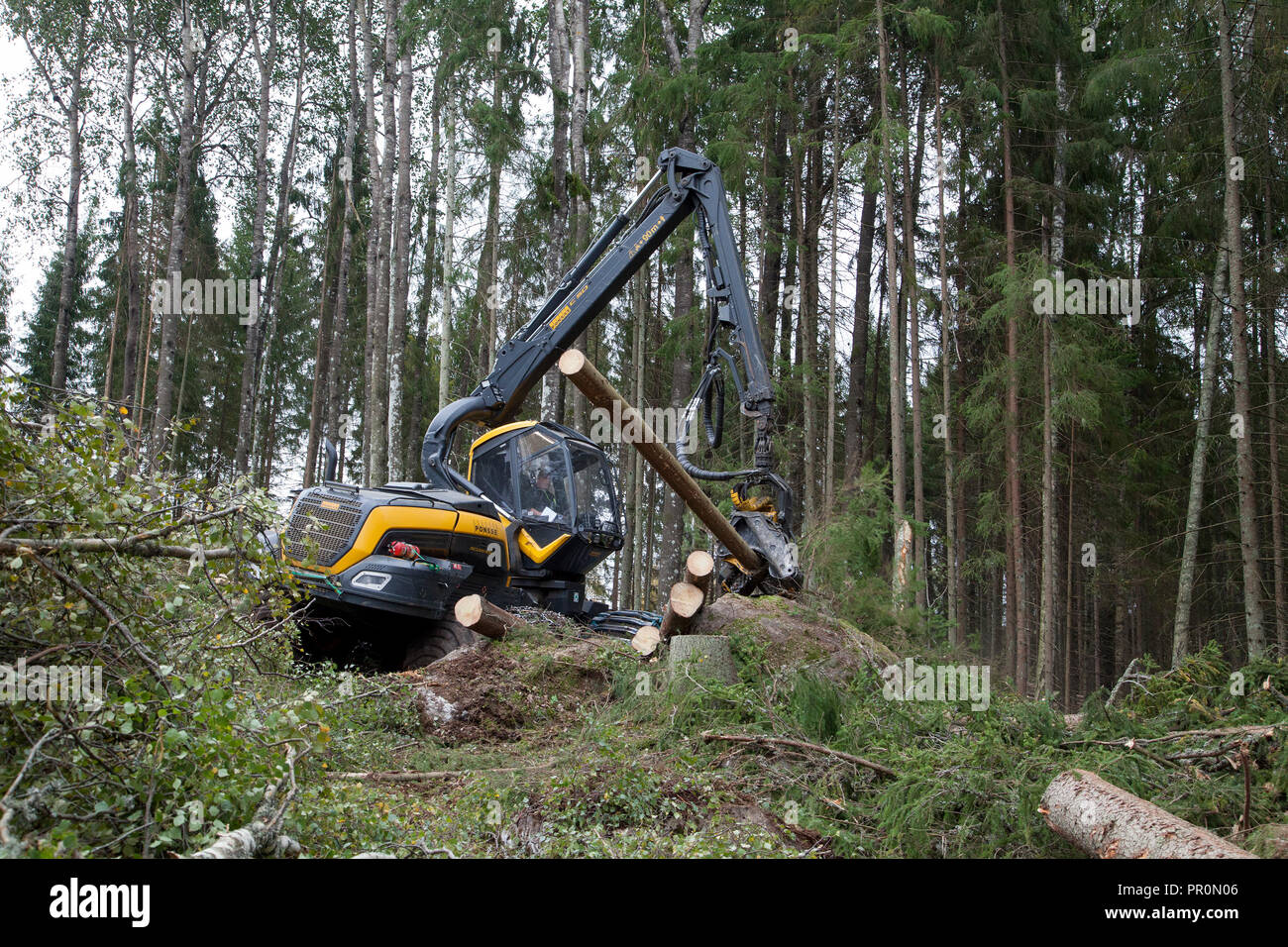 HARVESTER FORESTRY,forestry vehicle works in forest with clearcutting a area Stock Photo