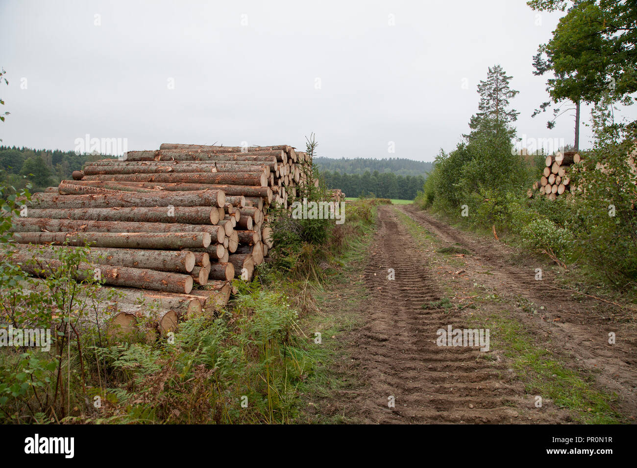 TIMBER STACK Stock Photo