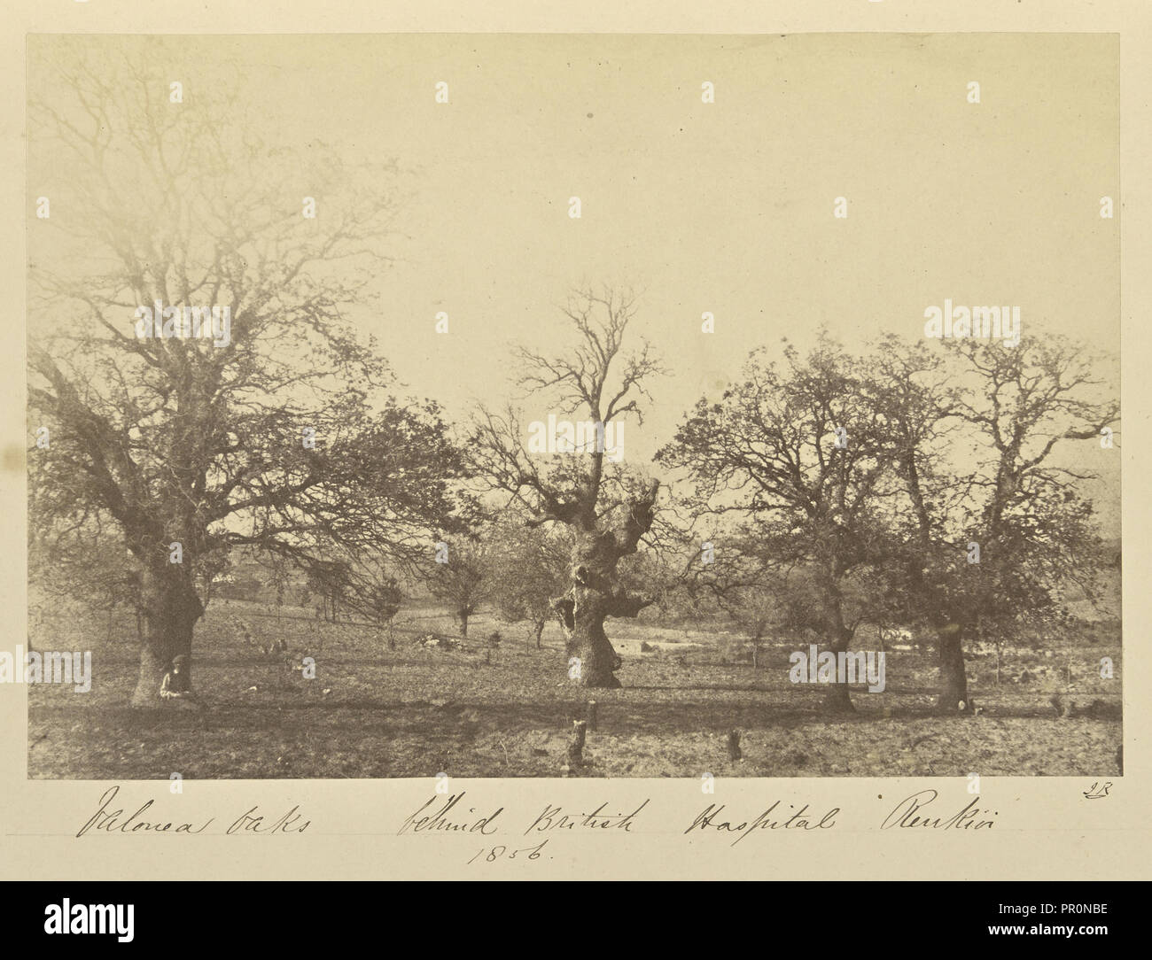 Valonea Oaks behind British Hospital Renkioi; John Kirk, Scottish, 1832 - 1922, Renkioi, Turkey; 1856; Albumen silver print Stock Photo