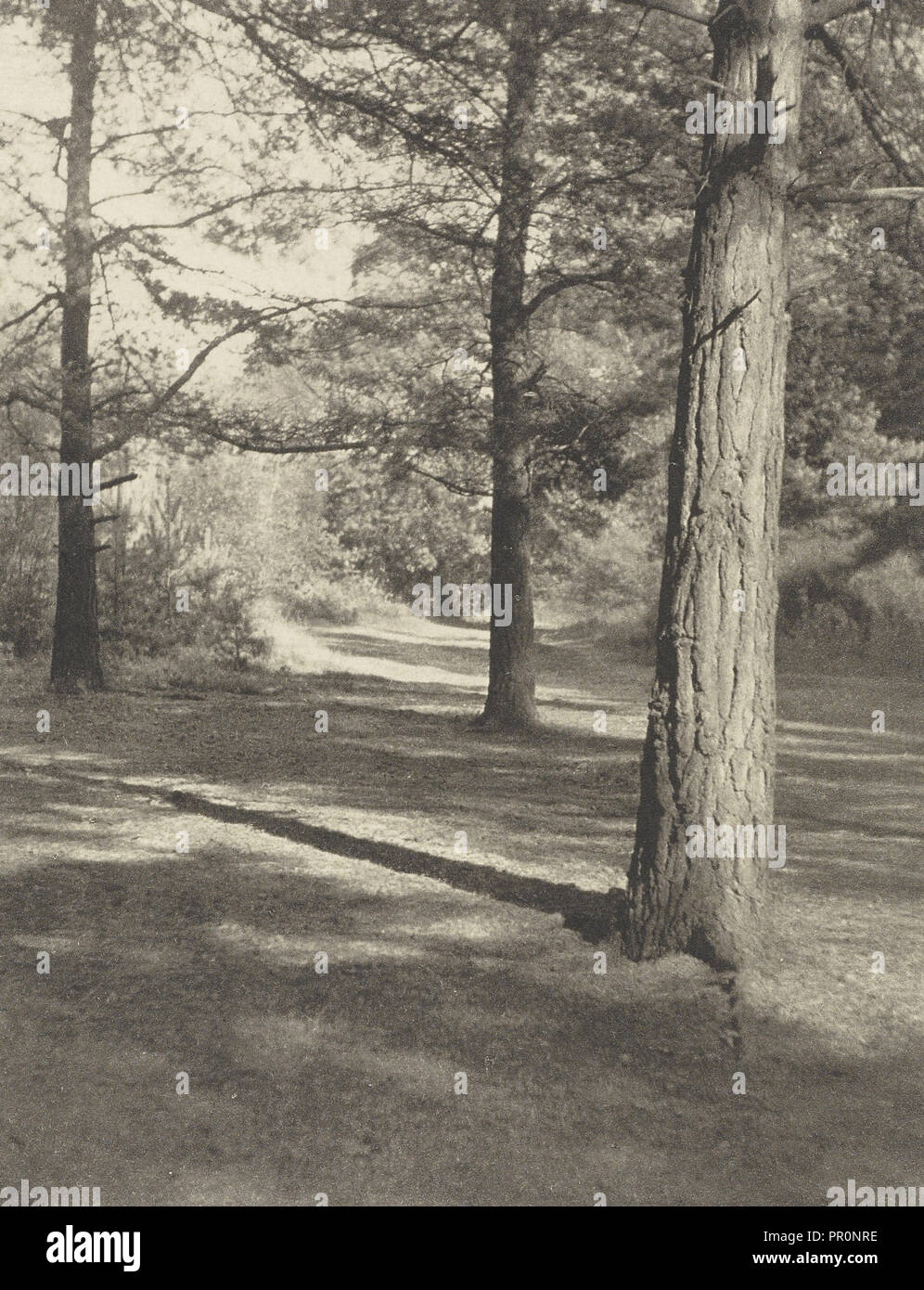 The Woods at Oxshott; Frederick H. Evans, British, 1853 - 1943, London, England; negative 1909; print 1911; Photogravure Stock Photo