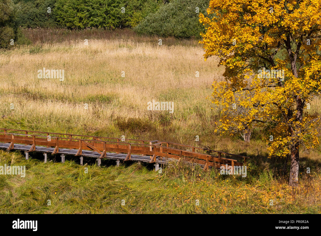 Harz Holzsteg Wanderbrücke über Feuchtwiese mit Baum im Herbst Stock Photo