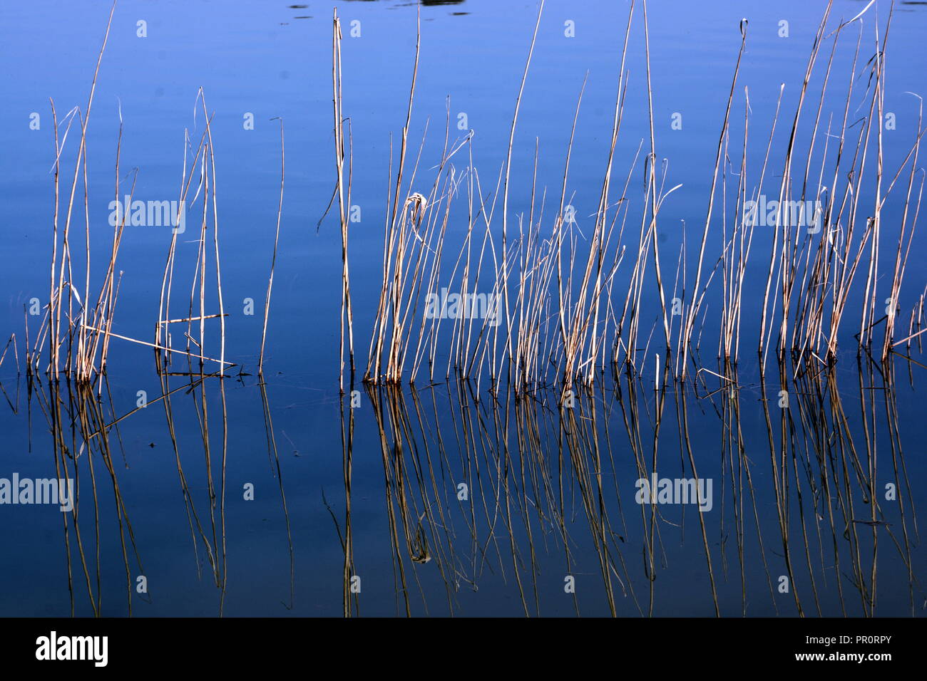 Schilfgras      reed or bamboo  in the water Stock Photo