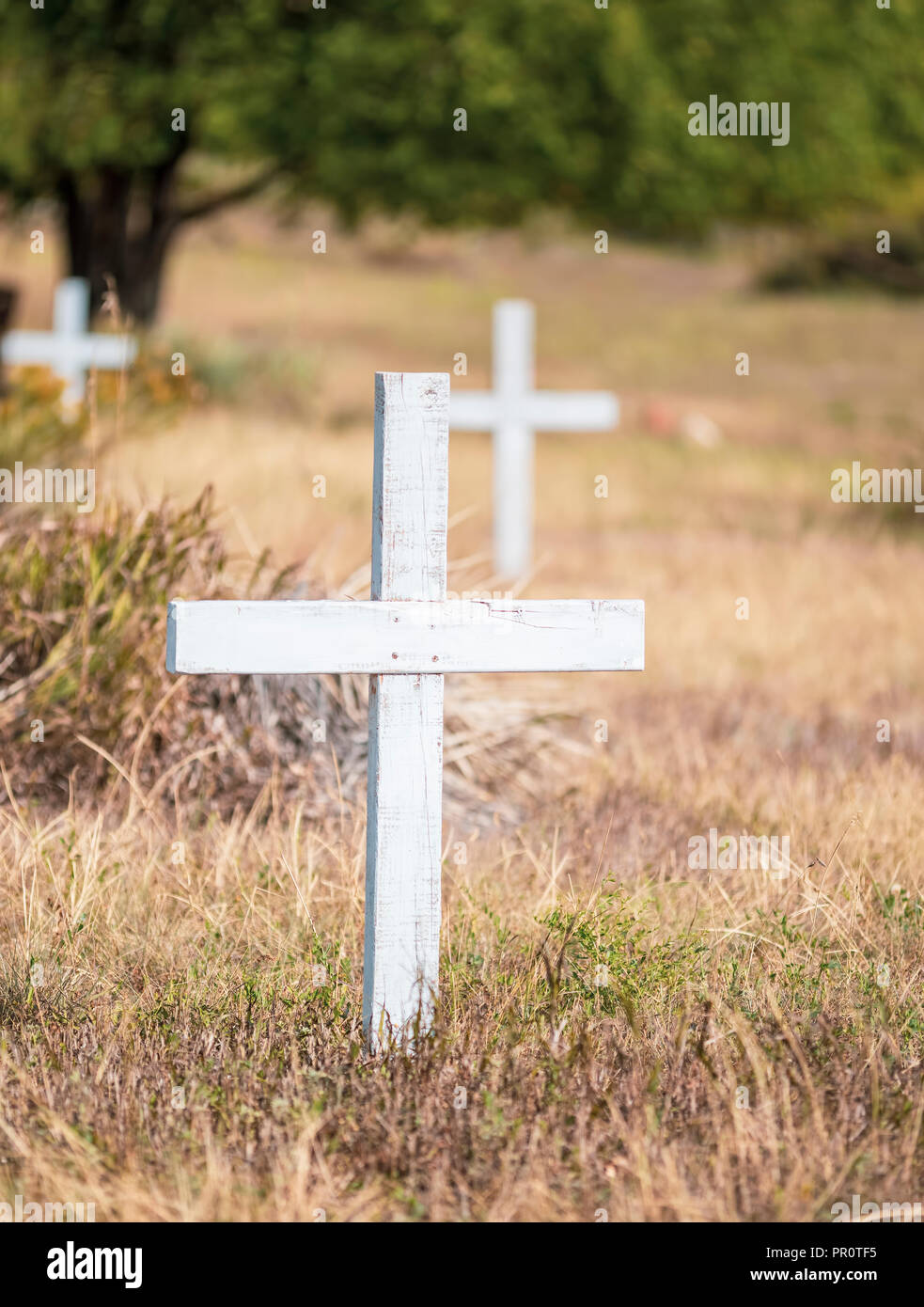 Old Wooden Cross in a Historic Cemetery with Beautiful Grassy & Tree