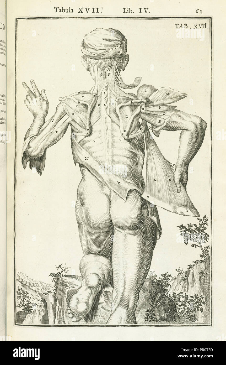 Lib. IV., Tabula XVII, Lib. IV. Adriani Spigelii Bruxellensis equitis D. Marci, olim in Patavino gymnasio anatomiae Stock Photo