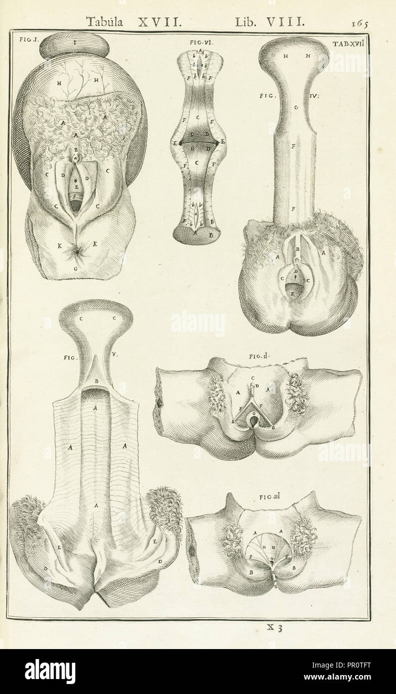 Lib. VIII, Tabula XVII, Lib. VIII, Adriani Spigelii Bruxellensis equitis D. Marci, olim in Patavino gymnasio anatomiae Stock Photo