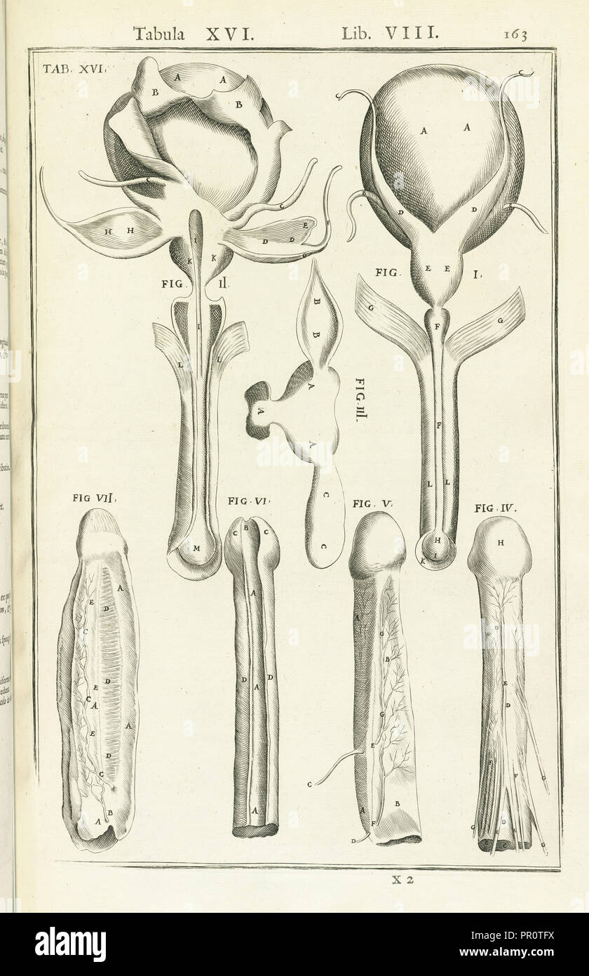 Lib. VIII, Tabula XVI, Lib. VIII, Adriani Spigelii Bruxellensis equitis D. Marci, olim in Patavino gymnasio anatomiae Stock Photo