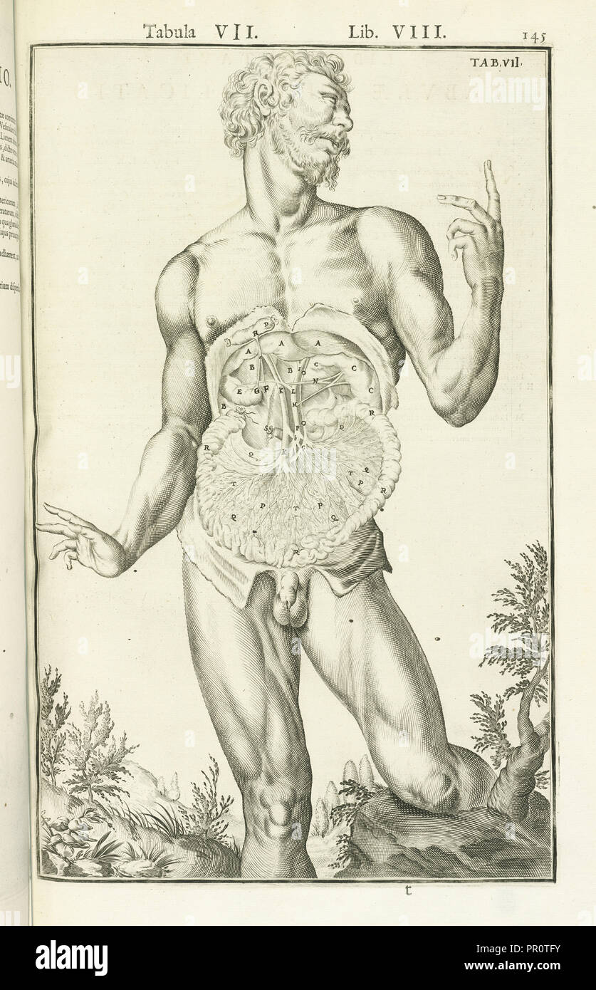 Lib. VIII, Tabula VII, Lib. VIII, Adriani Spigelii Bruxellensis equitis D. Marci, olim in Patavino gymnasio anatomiae Stock Photo