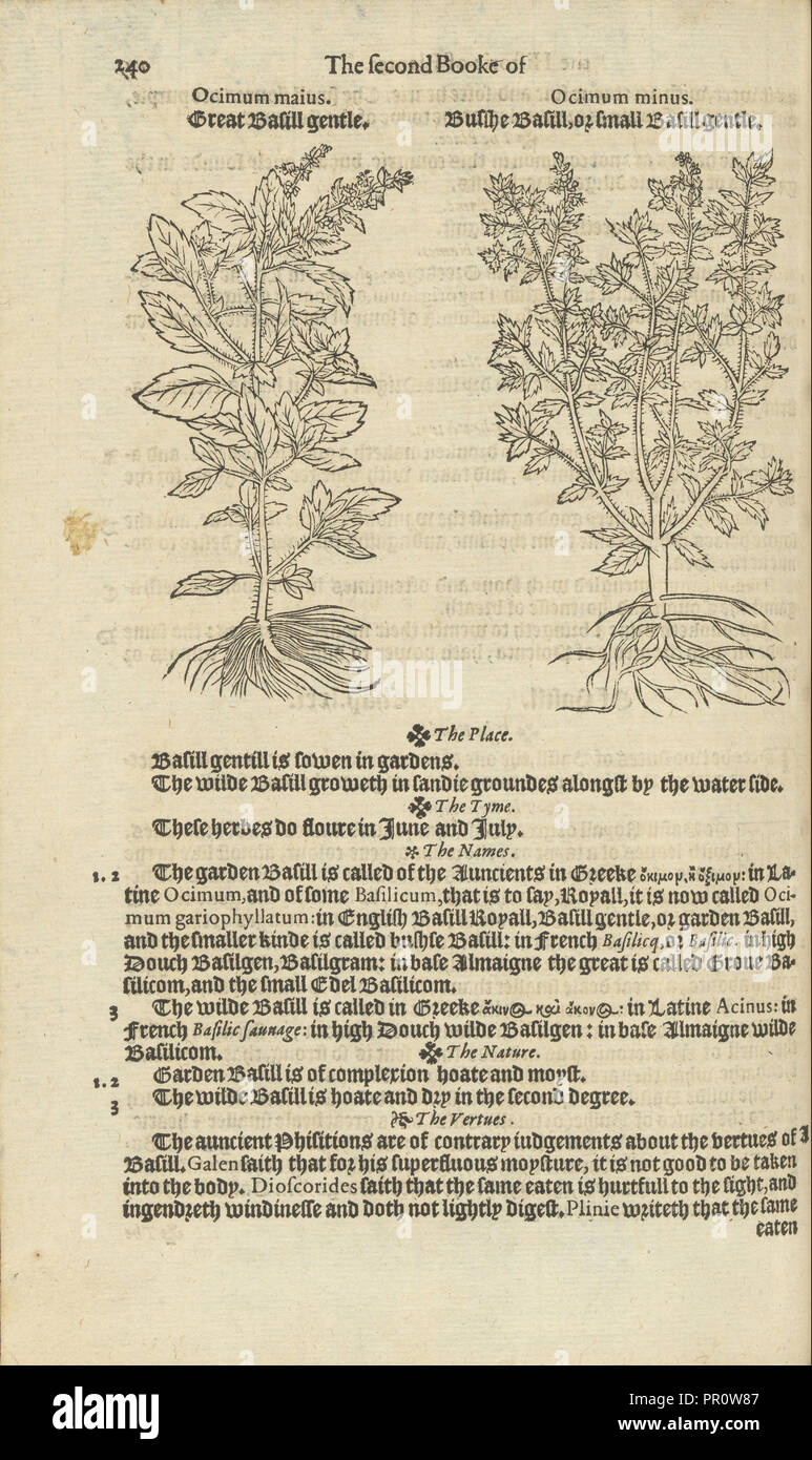 Illustrations and text on ocimum maius and ocimum minus, A nievve herball, or historie of plantes, Dodoens, Rembert, 1517-1585 Stock Photo