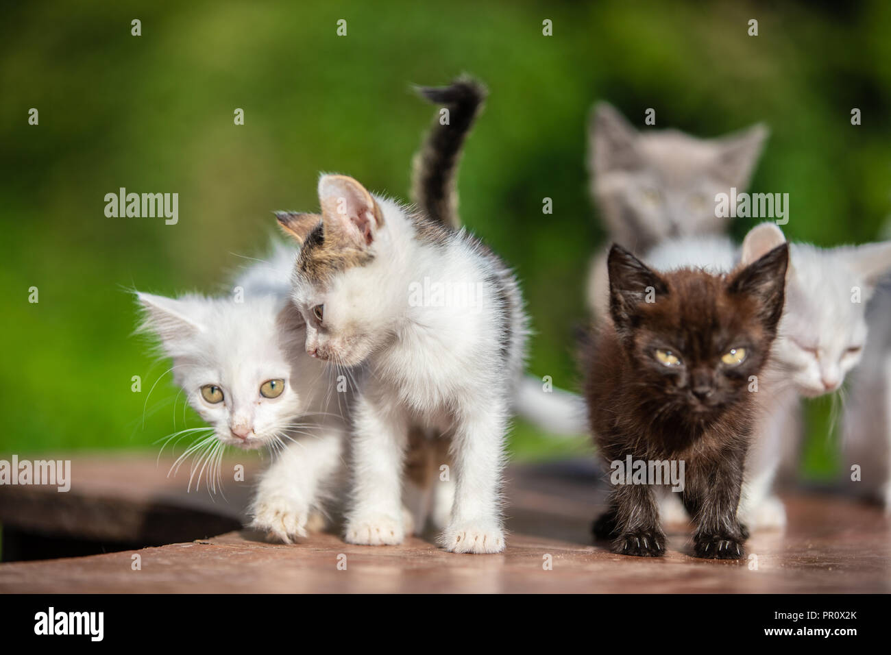 Many small kittens  on blurred green background Stock Photo