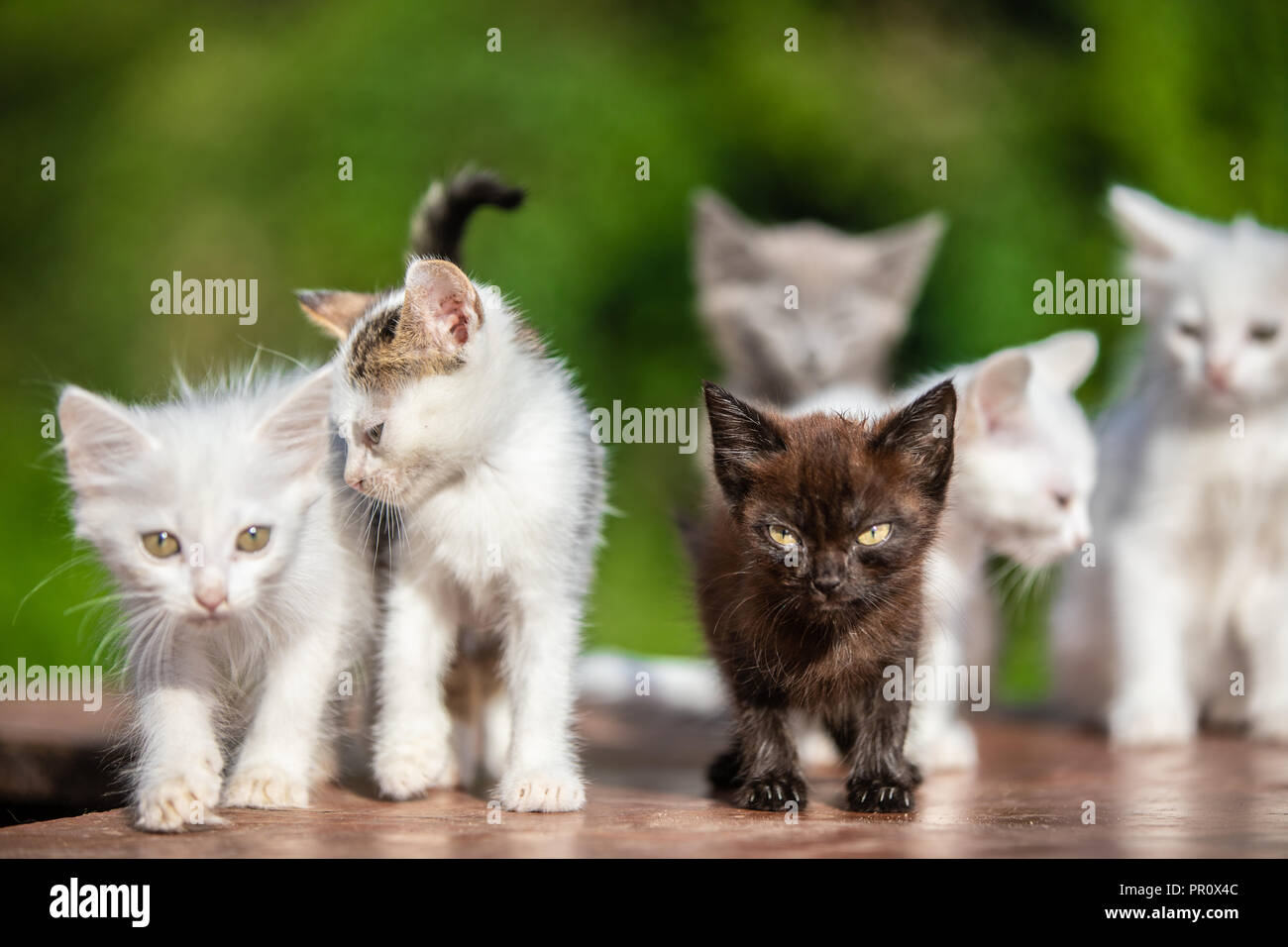 Many small kittens  on blurred green background Stock Photo