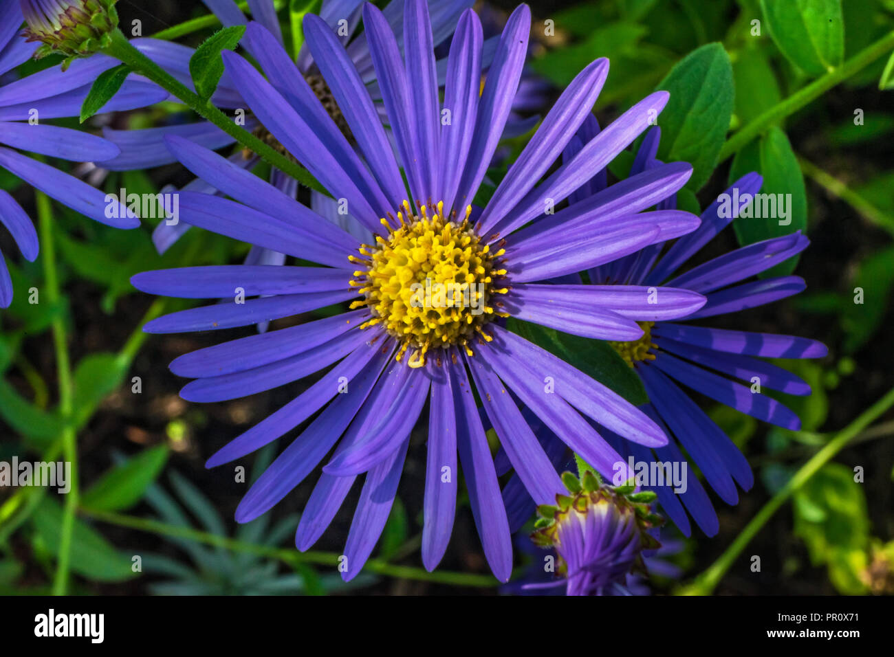 Blue Yellow New York Aster Flower Perennial Symphyotrichum novi-belgii Stock Photo