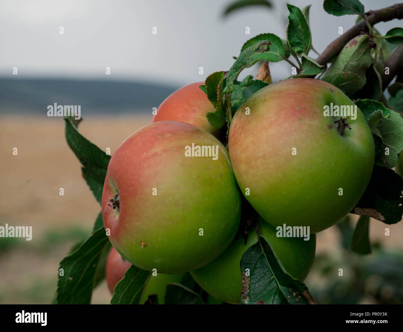 Bei einer Wanderung die wunderschönen Äpfel entdeckt Stock Photo