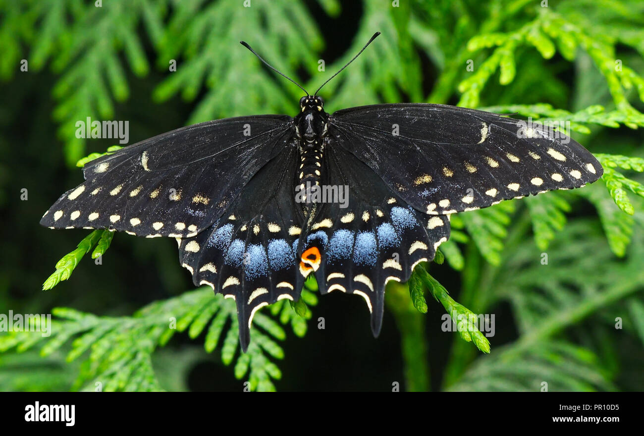 Black Swallowtai Butterfly Papilio polyxenes Seattle Washington Stock Photo