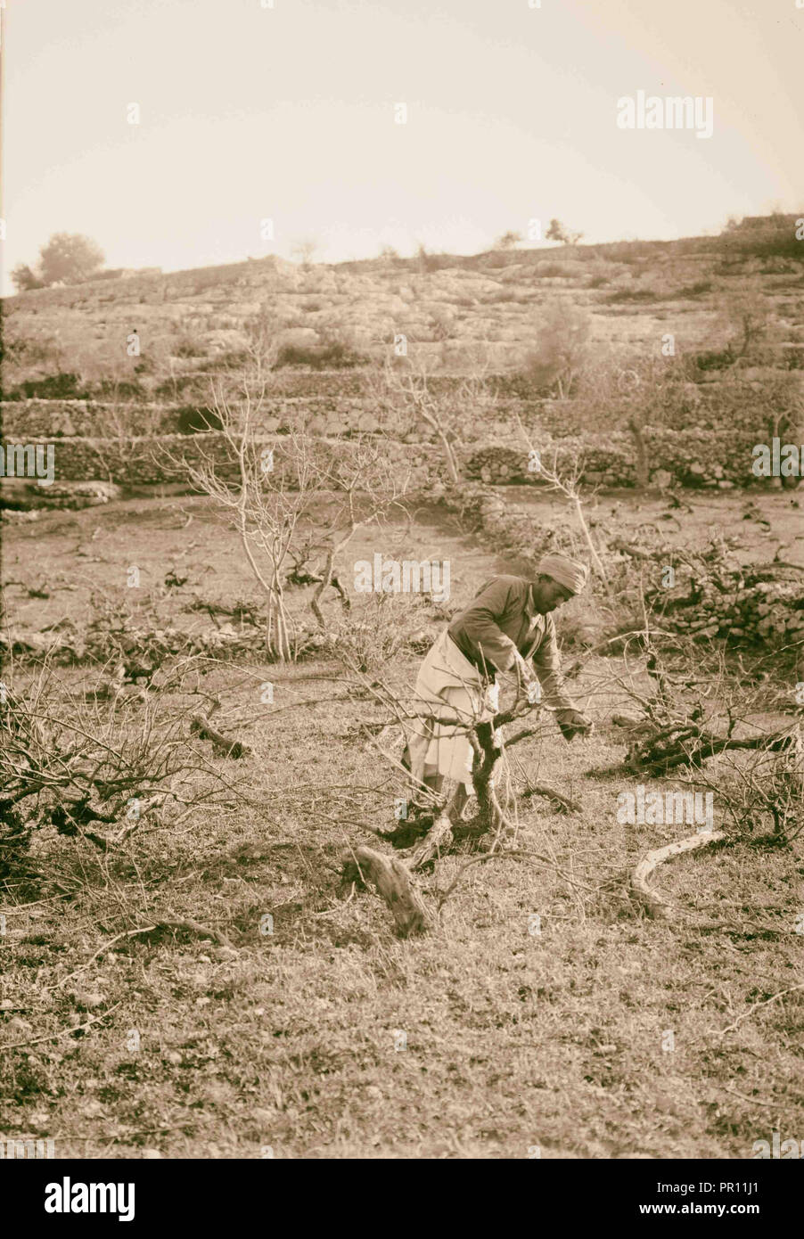 Arab Man Tree Arab man working among olive? trees. 1898, Middle East Stock Photo - Alamy