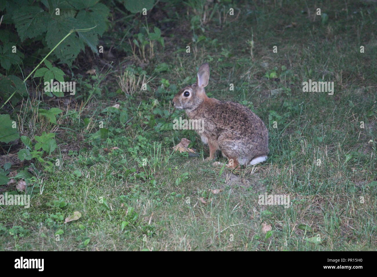 White tail rabbit hi-res stock photography and images - Alamy