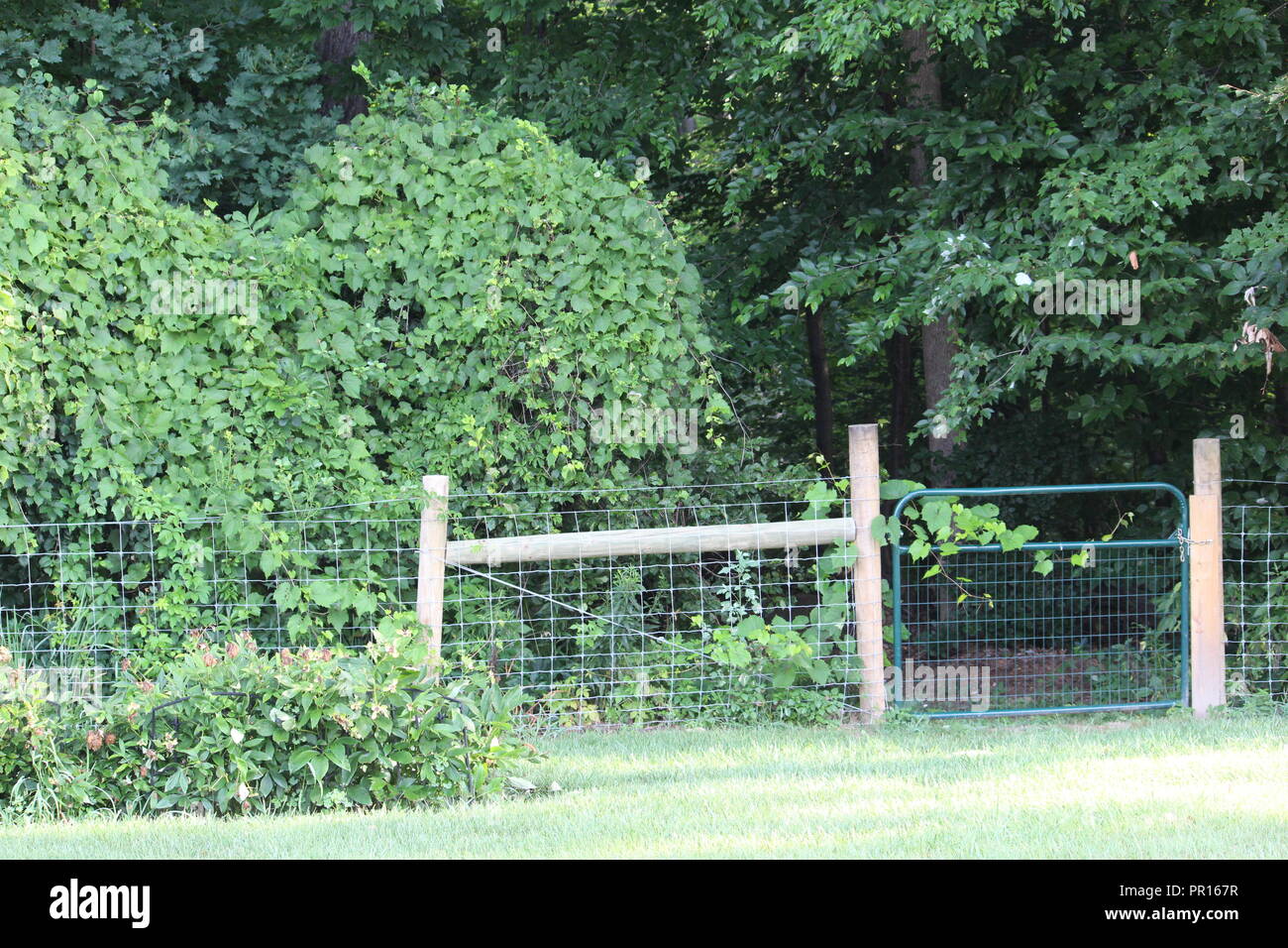 Vines growing fence hi-res stock photography and images - Alamy
