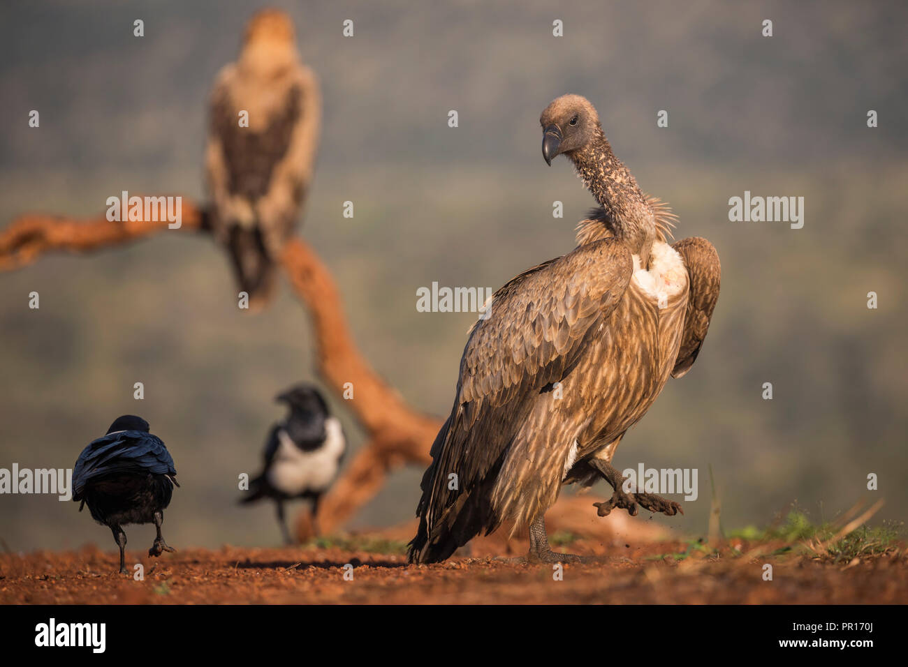 Whitebacked vulture (Gyps africanus), Zimanga Private Game Reserve, KwaZulu-Natal, South Africa, Africa Stock Photo