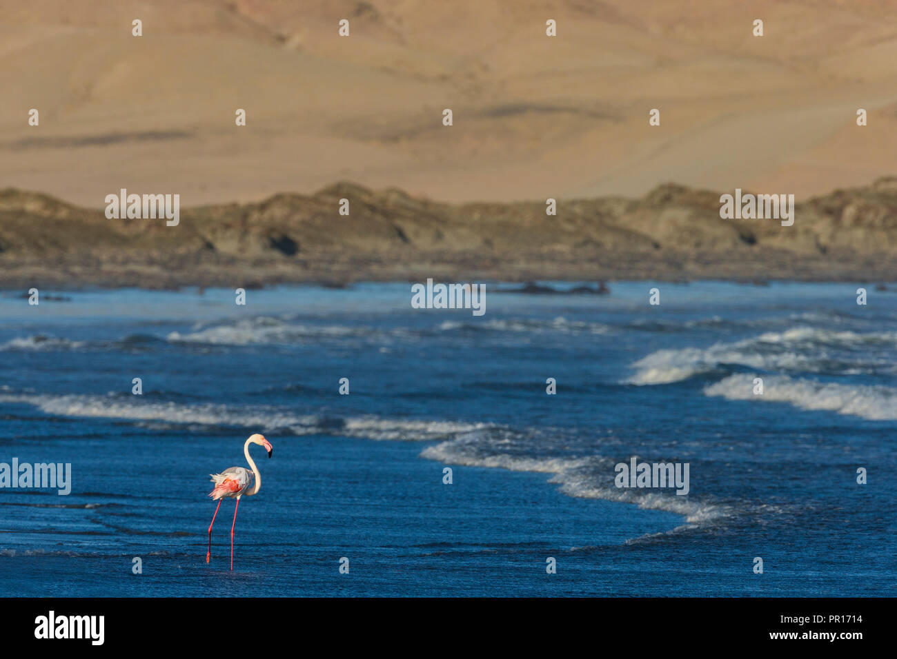 Greater flamingo (Phoenicopterus roseus), Grosse Bucht, Luderitz peninsula, Namibia, Africa Stock Photo