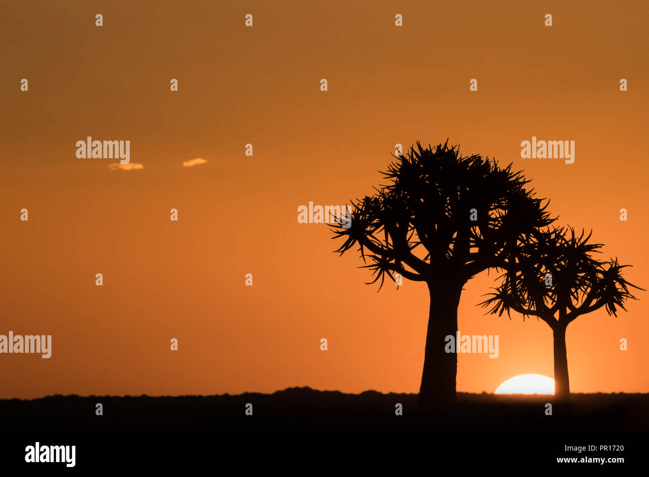 Quiver trees at sunset (kokerboom) (Aloidendron dichotomum) (formerly Aloe dichotoma), Quiver Tree Forest, Keetmanshoop, Namibia, Africa Stock Photo