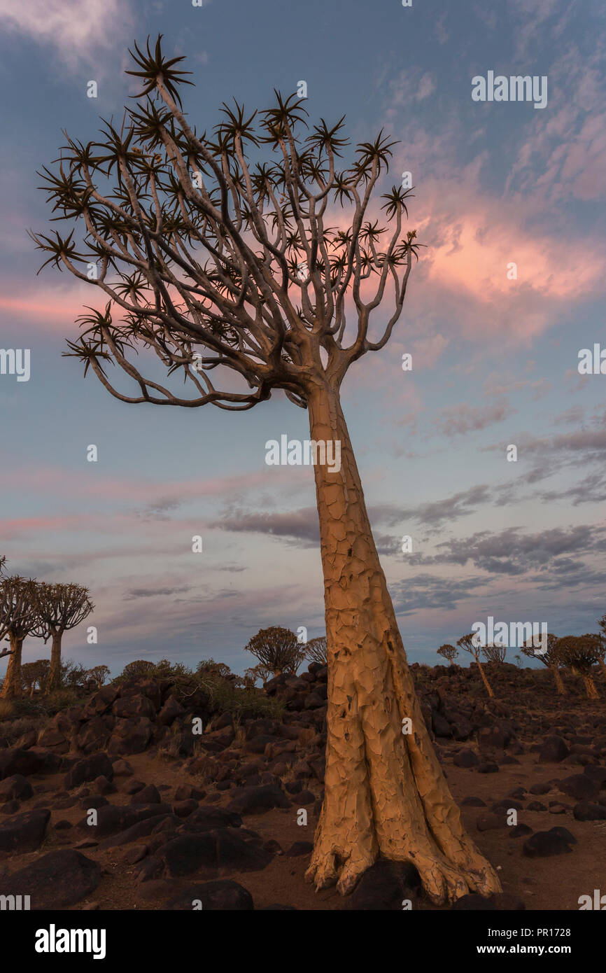 Quiver tree in twilight (kokerboom) (Aloidendron dichotomum), (formerly Aloe dichotoma), Quiver Tree Forest, Keetmanshoop, Namibia, Africa Stock Photo
