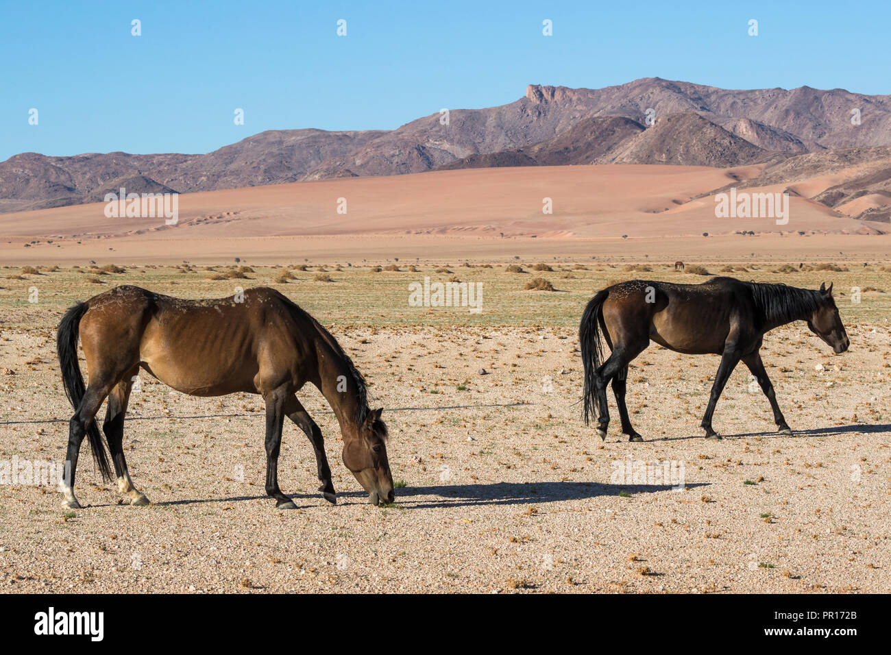 Wild horses, Aus, Namibia, Africa Stock Photo