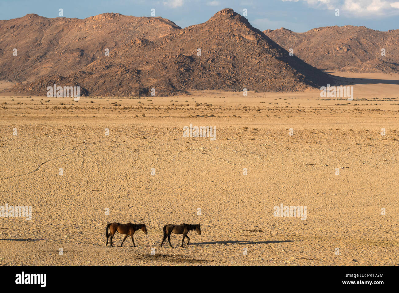 Wild horses, Aus, Namibia, Africa Stock Photo