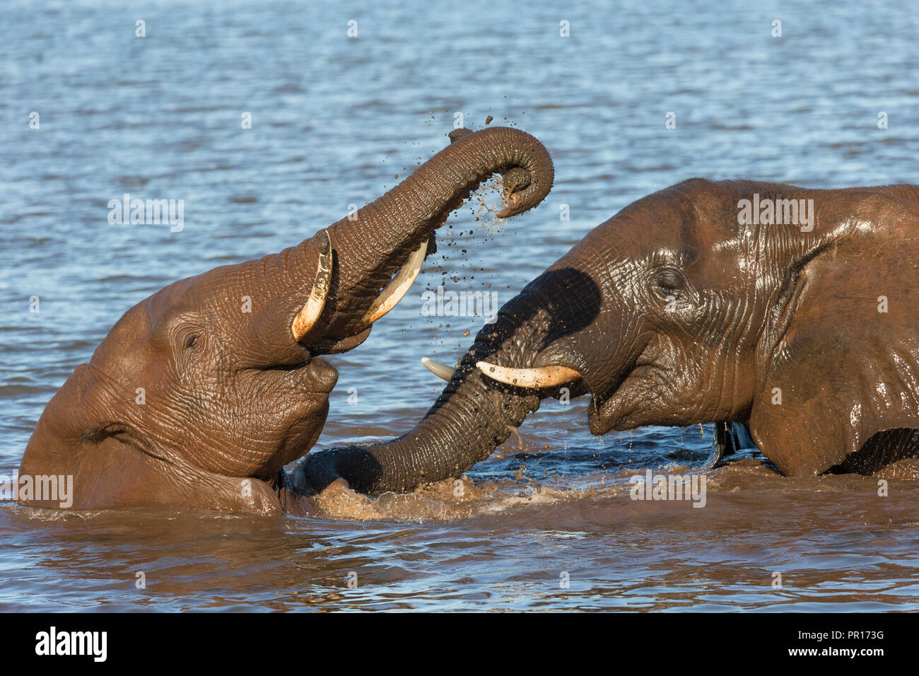 Elephant bulls (Loxodonta africana) playing in water, Zimanga Private Game Reserve, KwaZulu-Natal, South Africa, Africa Stock Photo