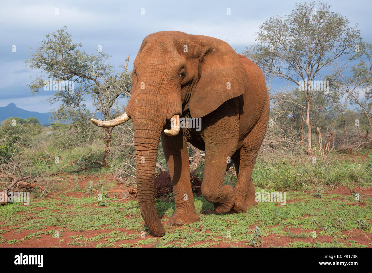 Elephant (Loxodonta africana) bull, Zimanga Private Game Reserve, KwaZulu-Natal, South Africa, Africa Stock Photo