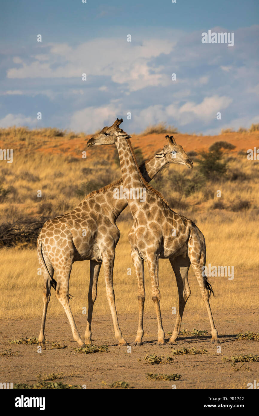 Giraffes (Giraffa camelopardalis), Kgalagadi Transfrontier Park, South Africa, Africa Stock Photo