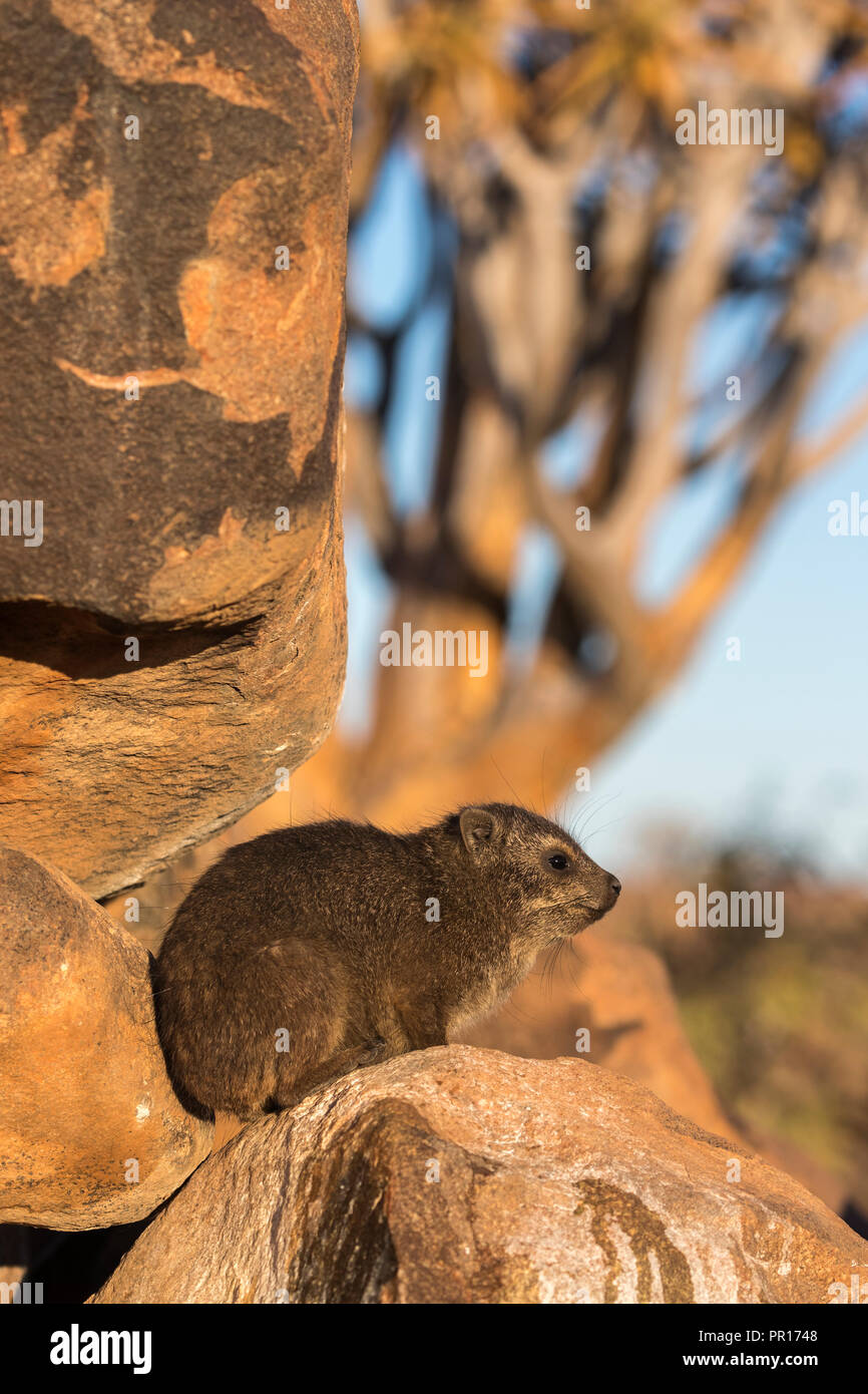 Rock hyrax (Procavia capensis), Quiver Tree Forest, Keetmanshoop, Namibia, Africa Stock Photo