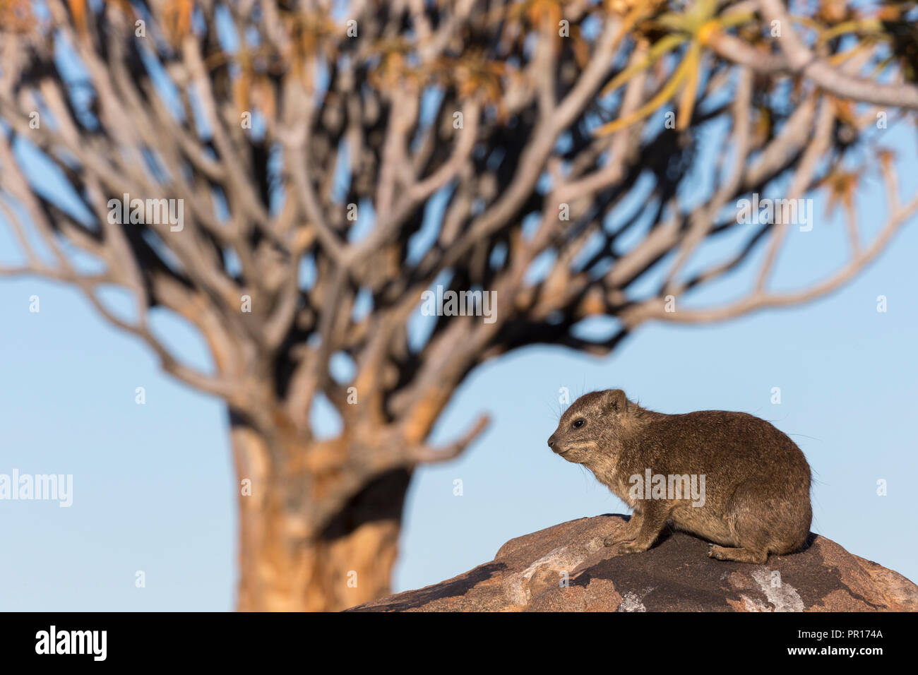 Rock hyrax (Procavia capensis), Quiver Tree Forest, Keetmanshoop, Namibia, Africa Stock Photo