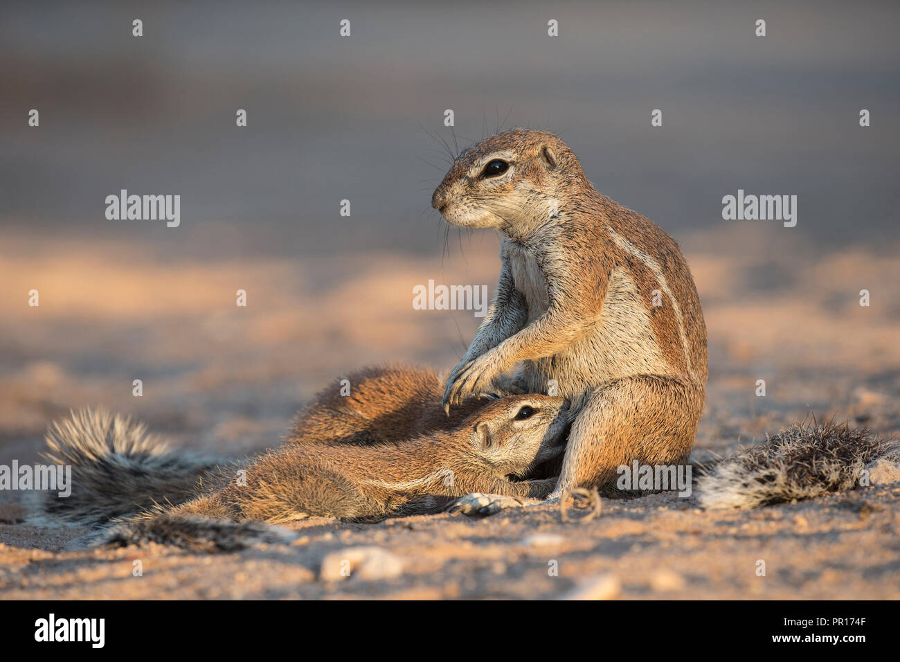 Ground squirrels (Xerus inauris) suckling, Kgalagadi Transfrontier Park, Northern Cape, South Africa, Africa Stock Photo