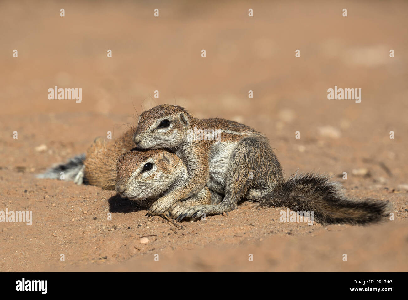 Ground squirrels (Xerus inauris), Kgalagadi Transfrontier Park, Northern Cape, South Africa, Africa Stock Photo