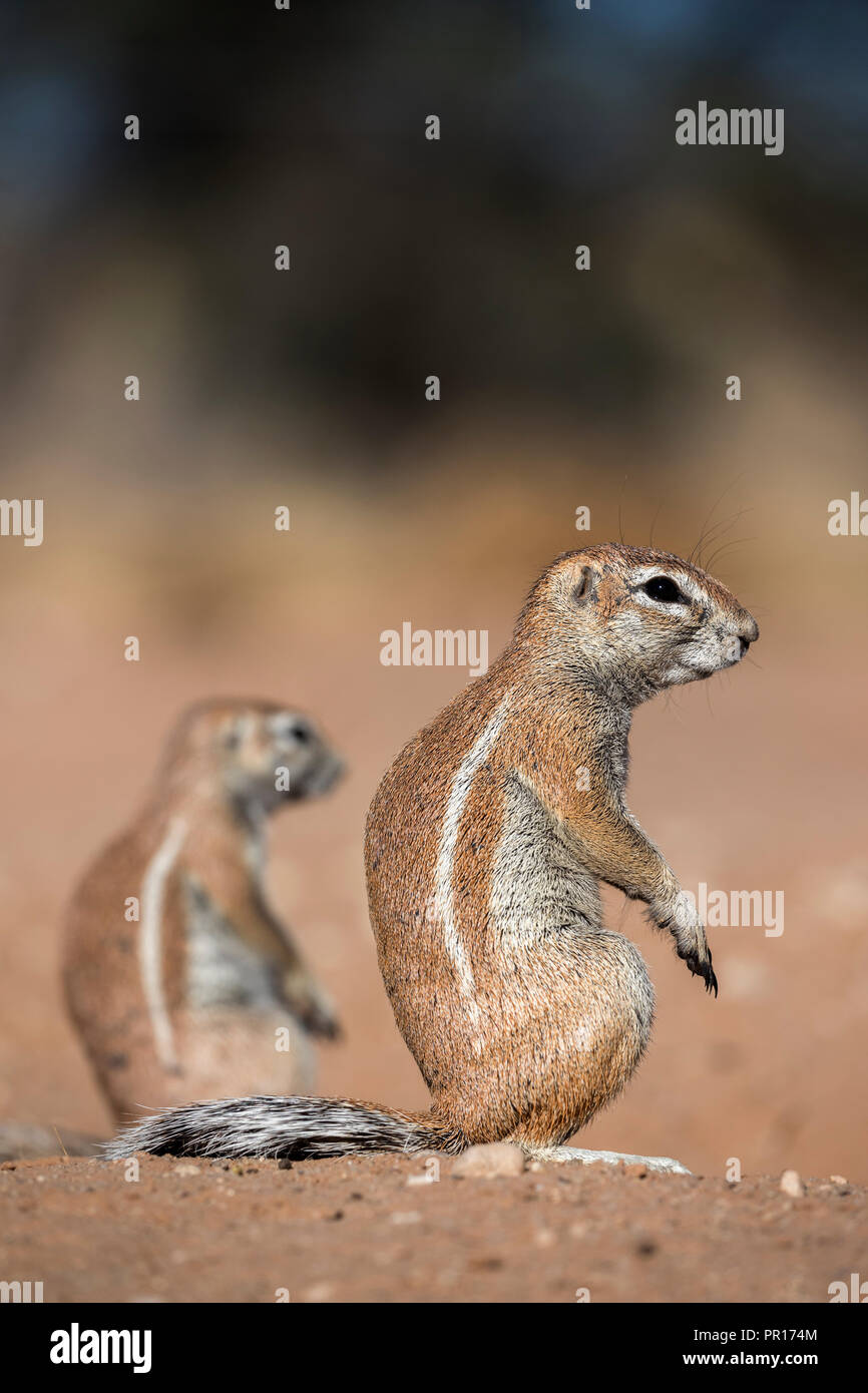 Ground squirrels (Xerus inauris), Kgalagadi Transfrontier Park, Northern Cape, South Africa, Africa Stock Photo