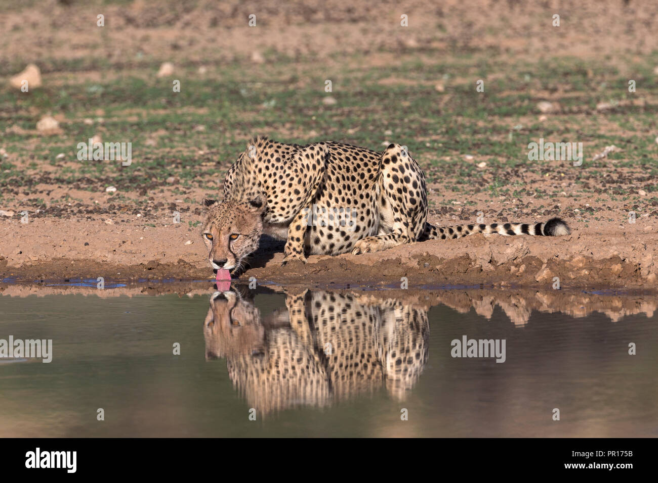 Cheetah (Acinonyx jubatus) drinking, Kgalagadi Transfrontier Park, South Africa, Africa Stock Photo