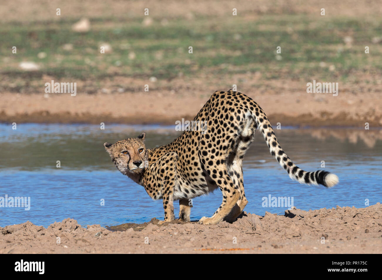 Cheetah (Acinonyx jubatus) at water, Kgalagadi Transfrontier Park, South Africa, Africa Stock Photo